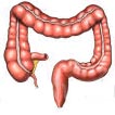 Colon Anatomy Image ( Raoul Azizi , MD ) Colorectal Surgery